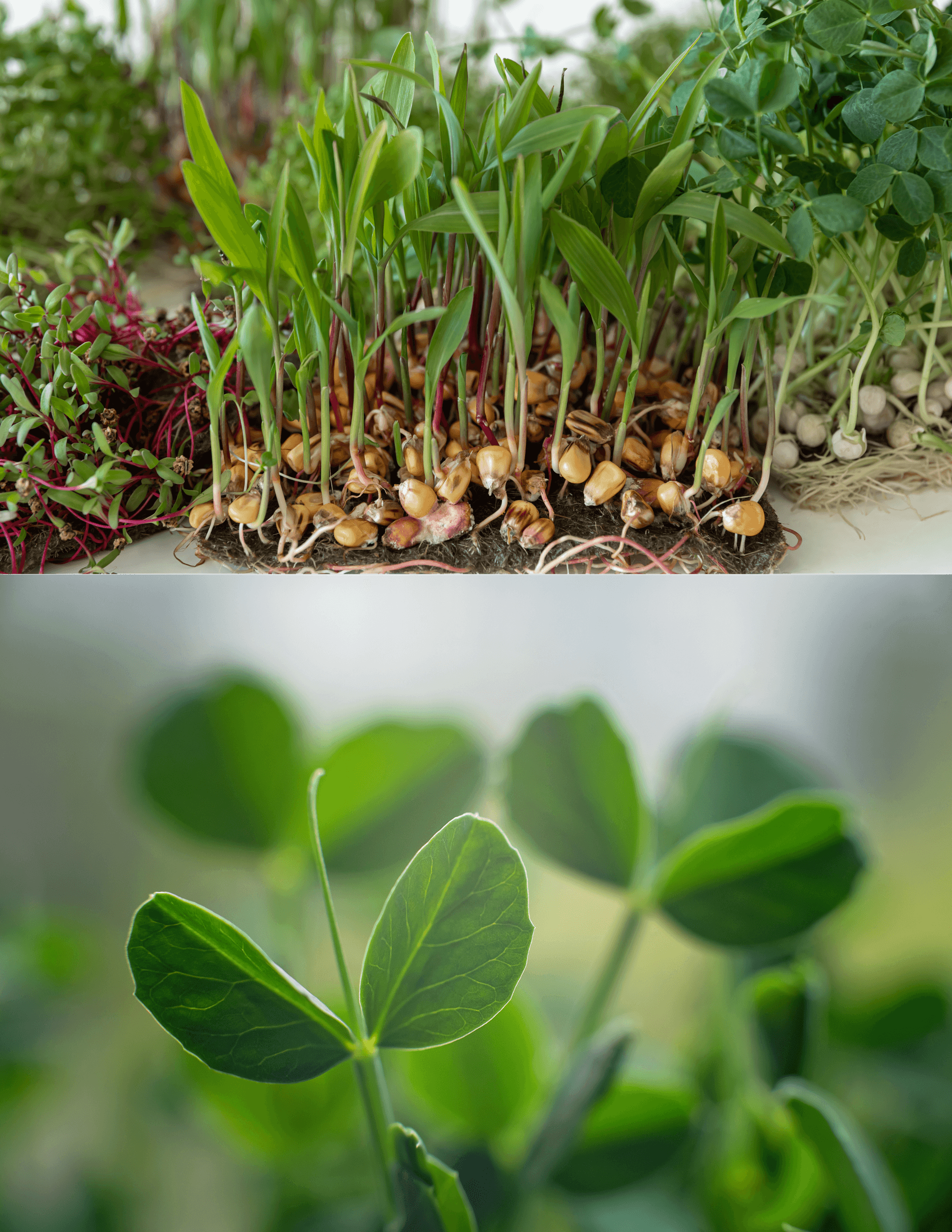 Fresh microgreens background