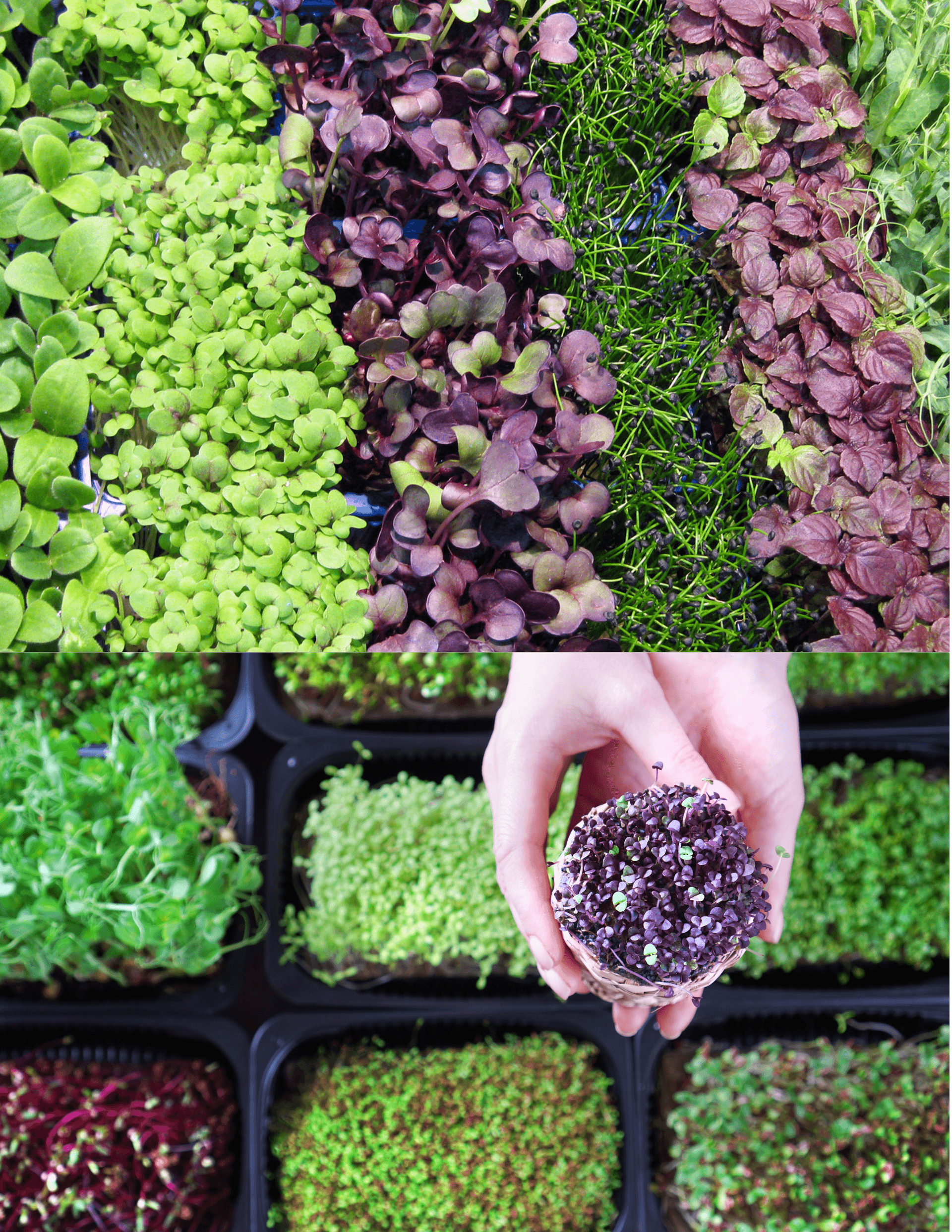 Fresh microgreens 5