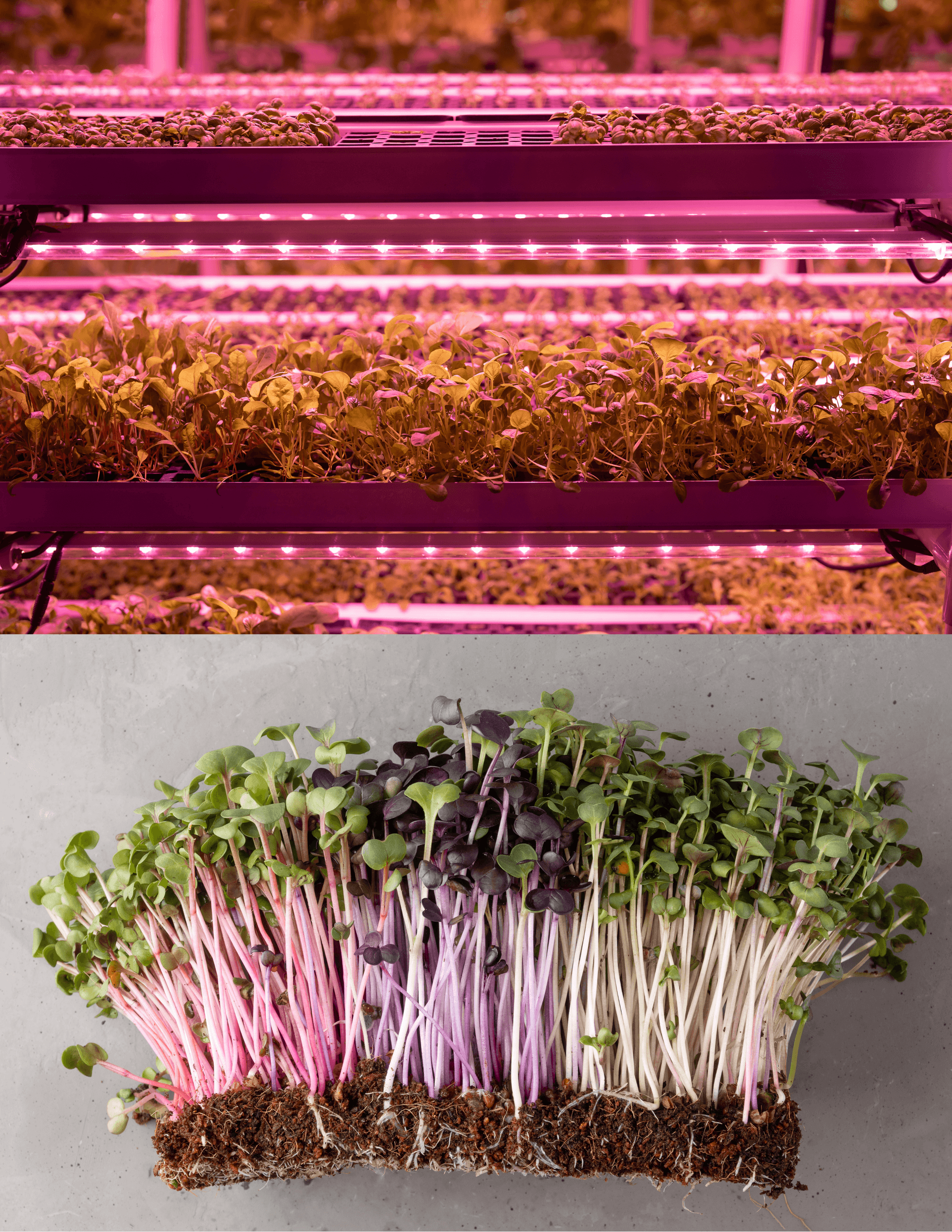Fresh microgreens 3