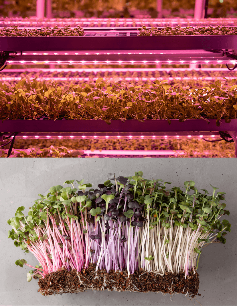 Fresh microgreens 3