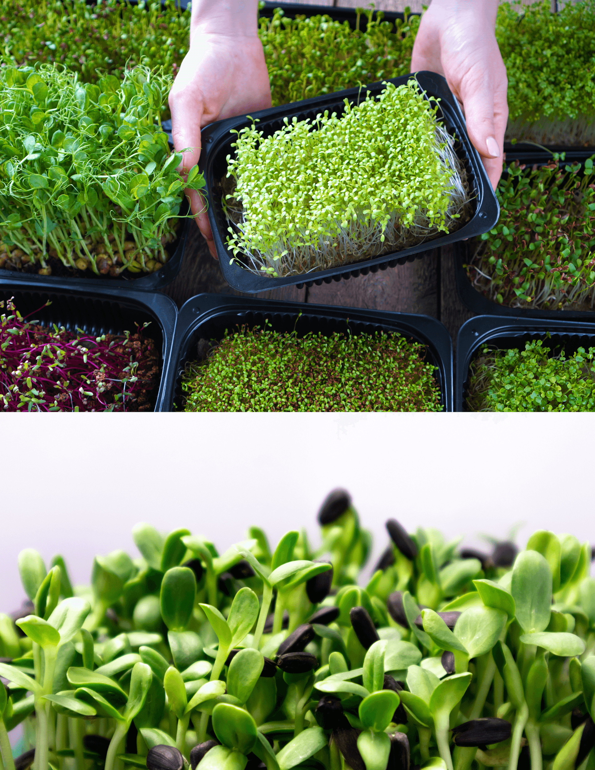 Fresh microgreens 7