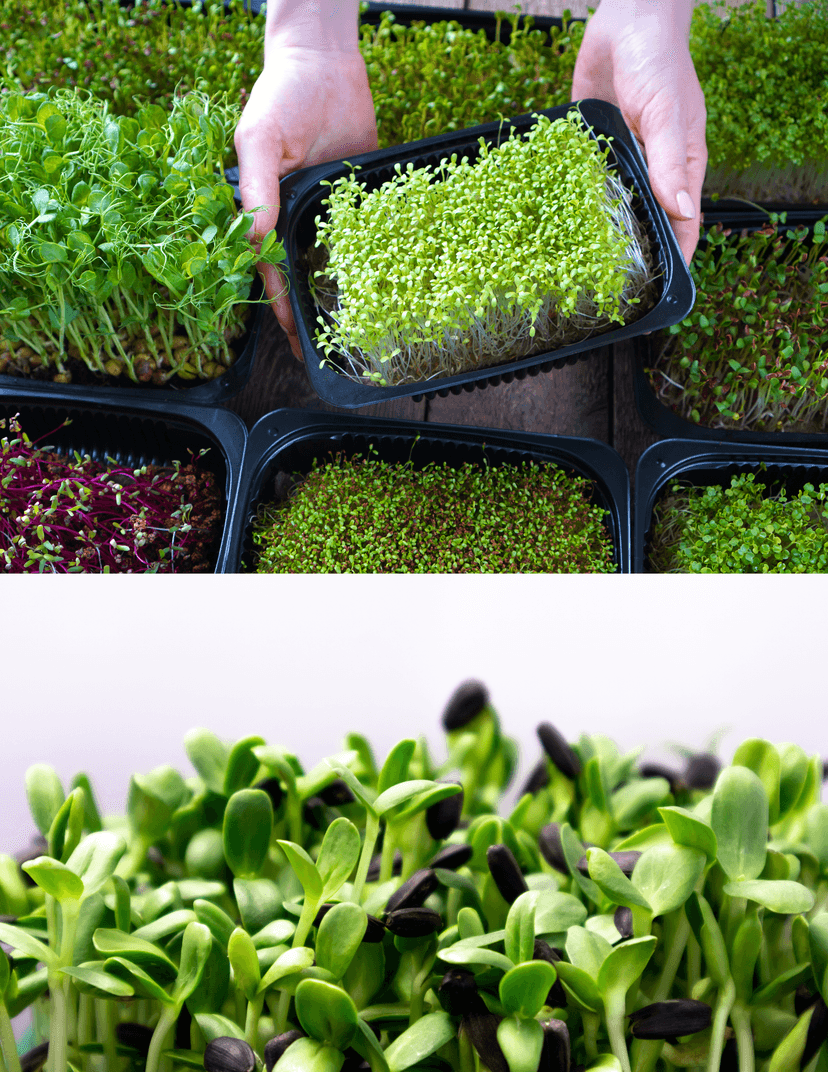 Fresh microgreens 7