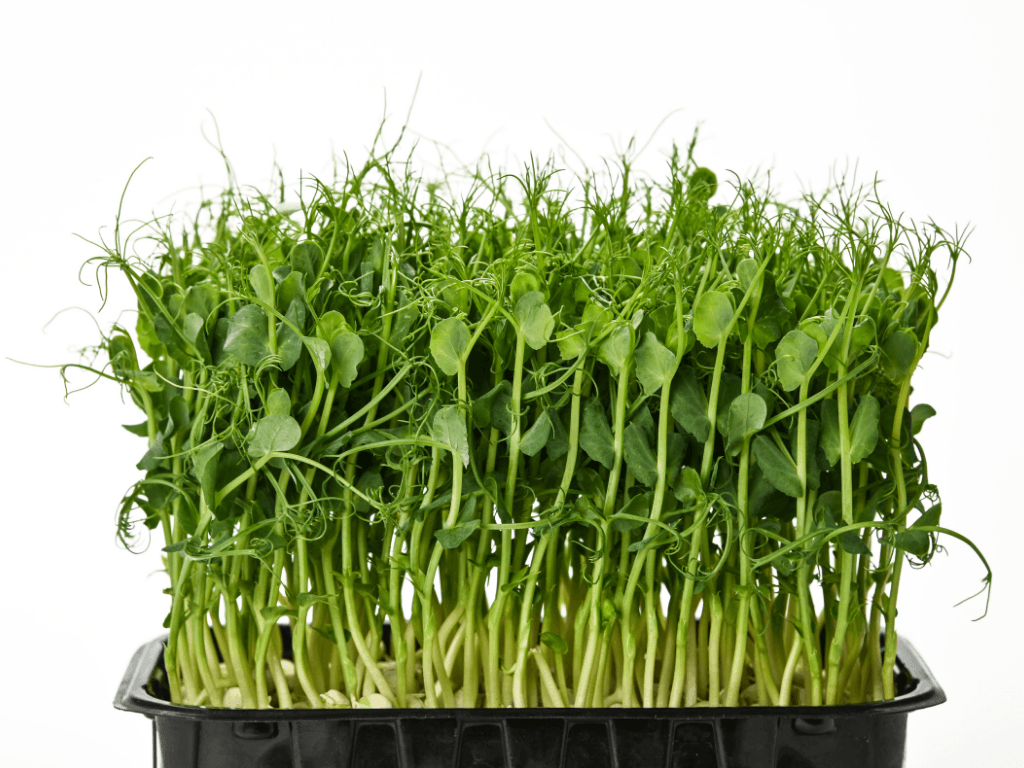 Pea Shoots